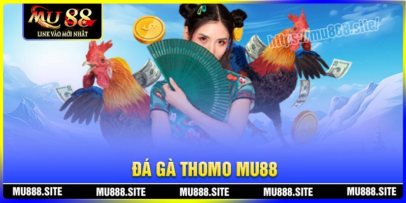 Luật chơi đá gà Thomo thực sự rất quan trọng Luật chơi đá gà Thomo thực sự rất quan trọng
