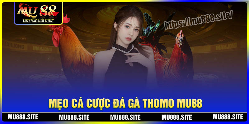 Mẹo đặt cược Đá gà Thomo MU88 đỉnh cao từ chuyên gia Mẹo đặt cược Đá gà Thomo MU88 đỉnh cao từ chuyên gia